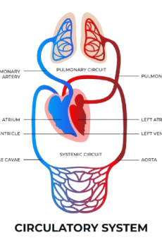 Circulatory Blood Pressure Package