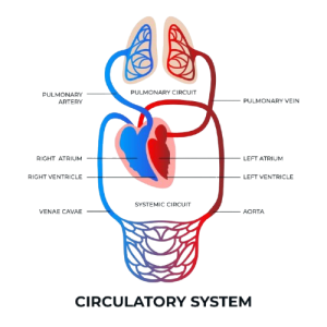 Circulatory Blood Pressure Package