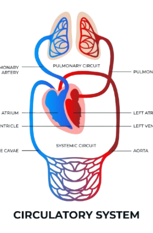 Circulatory Blood Pressure Package