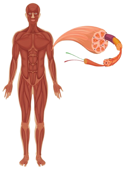 Vigpower Capsule - Image 4